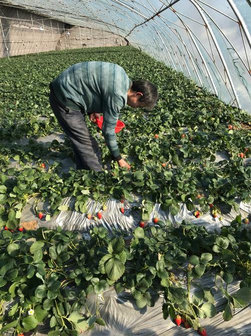 新澳2025年最新版资料柳媚花明:甘肃多地发生旱情