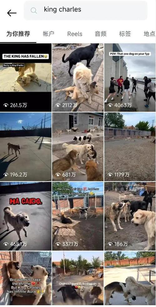 新澳2025年最新版资料柳媚花明:中国下司犬外网爆火
