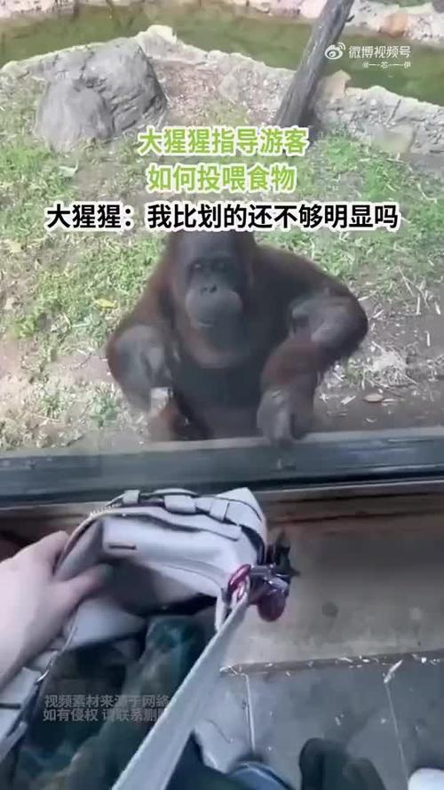 澳门资料百科:被大猩猩反向投喂